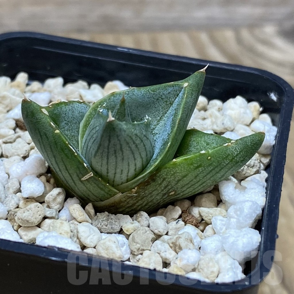 SH11521 Agave pumila - 画像 (2)