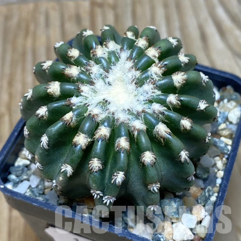 SH11558 Discocactus horstii