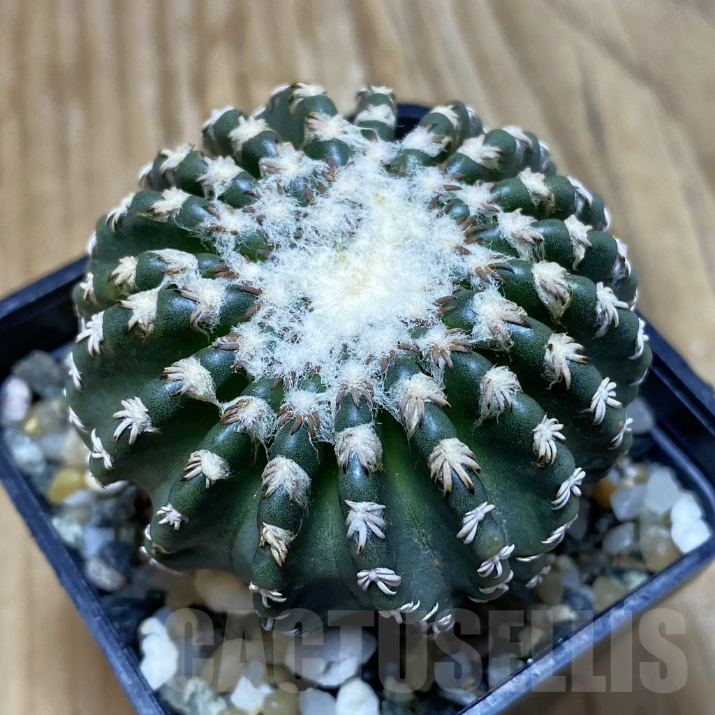 SH11559 Discocactus horstii