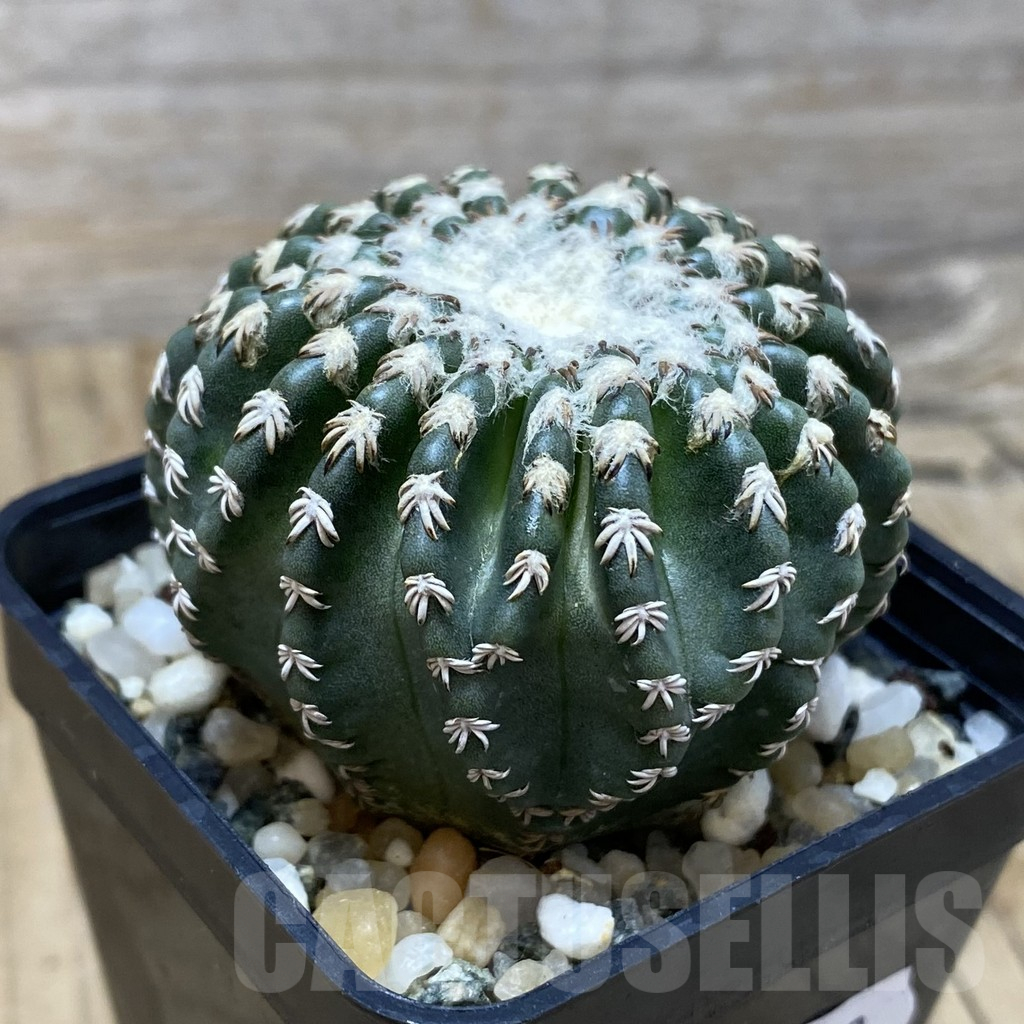 SH11559 Discocactus horstii - Image 2