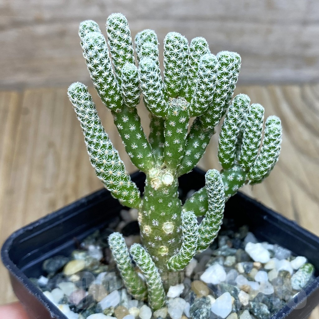 SH11560 Turbinicarpus krainzianus v. minimus - Obrázek 2