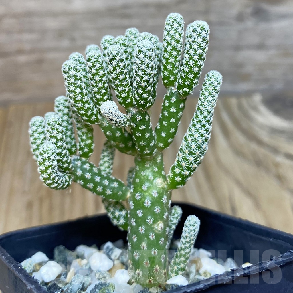 SH11560 Turbinicarpus krainzianus v. minimus