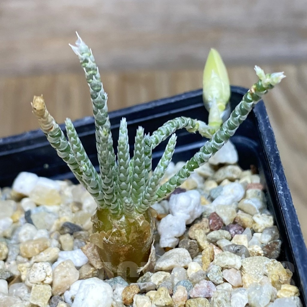 SH11561 Avonia alstonii, white flower