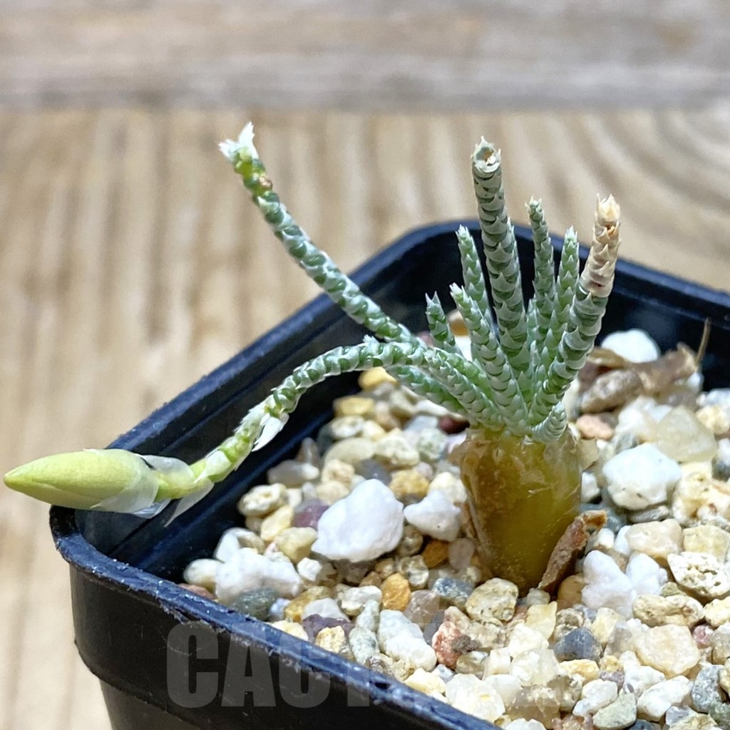 SH11561 Avonia alstonii, white flower - Imagen 2