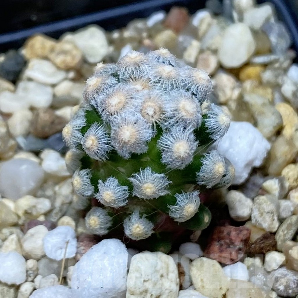 SH11522 Mammillaria theresae v. minima GCG 12504, own roots