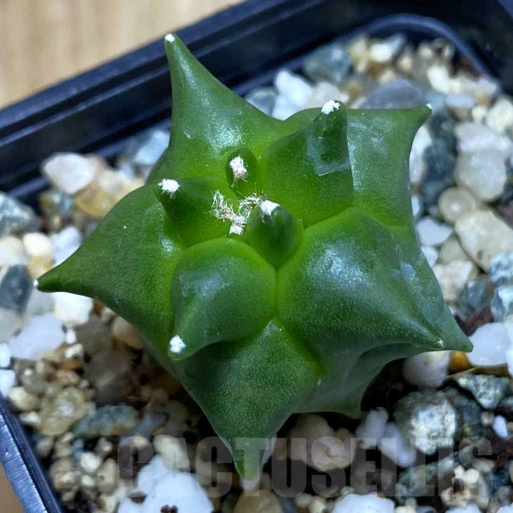 SH11565 Astrophytum myriostigma ‘Kikko’, seedling