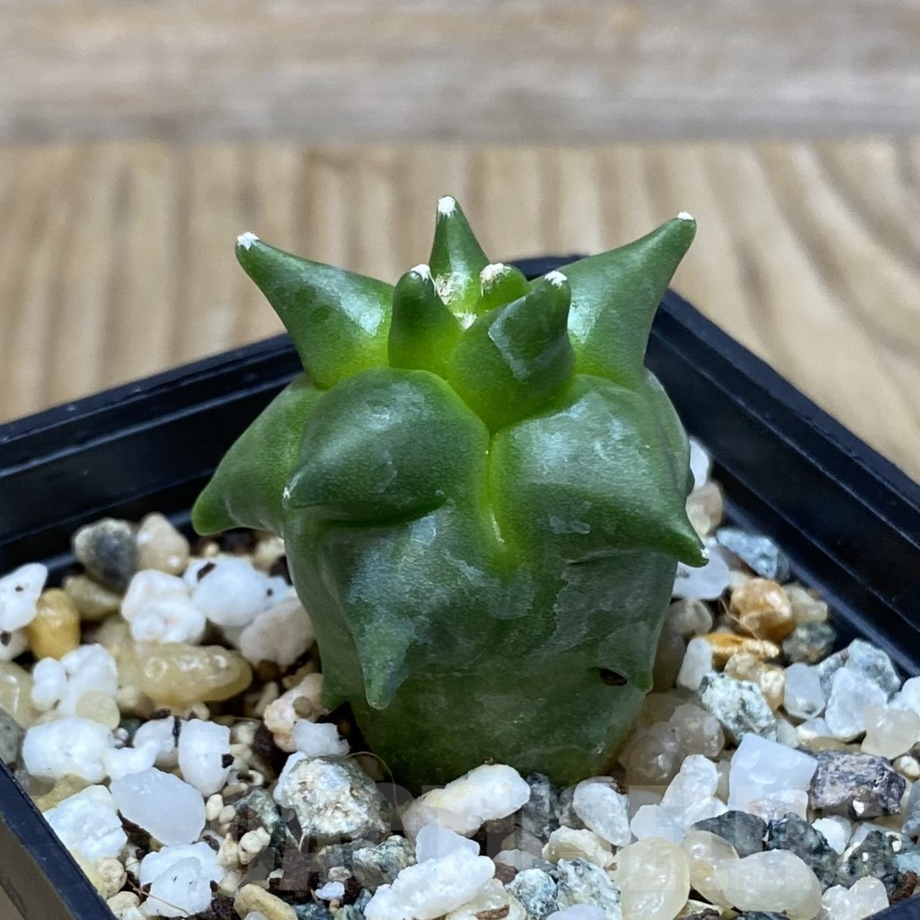 SH11565 Astrophytum myriostigma ‘Kikko’, seedling – Bild 2