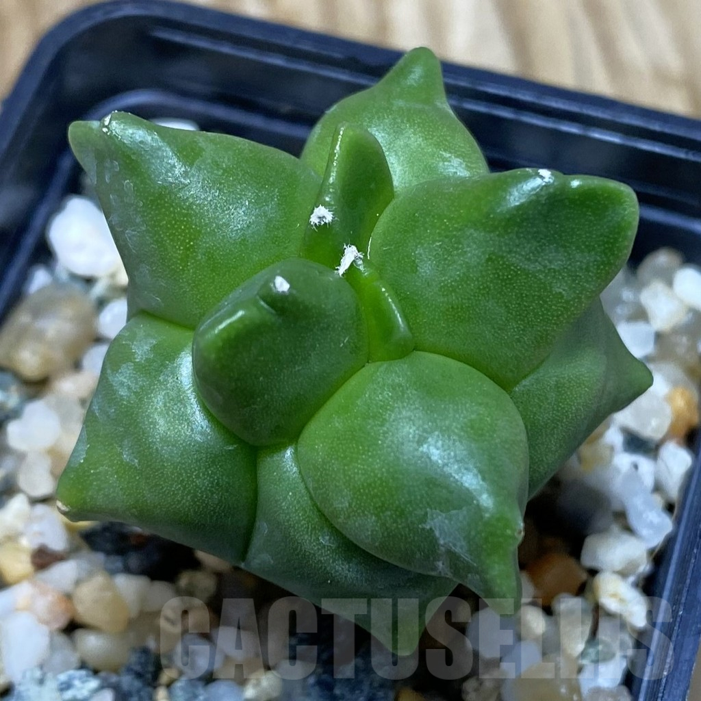 SH11566 Astrophytum myriostigma ‘Kikko’, seedling