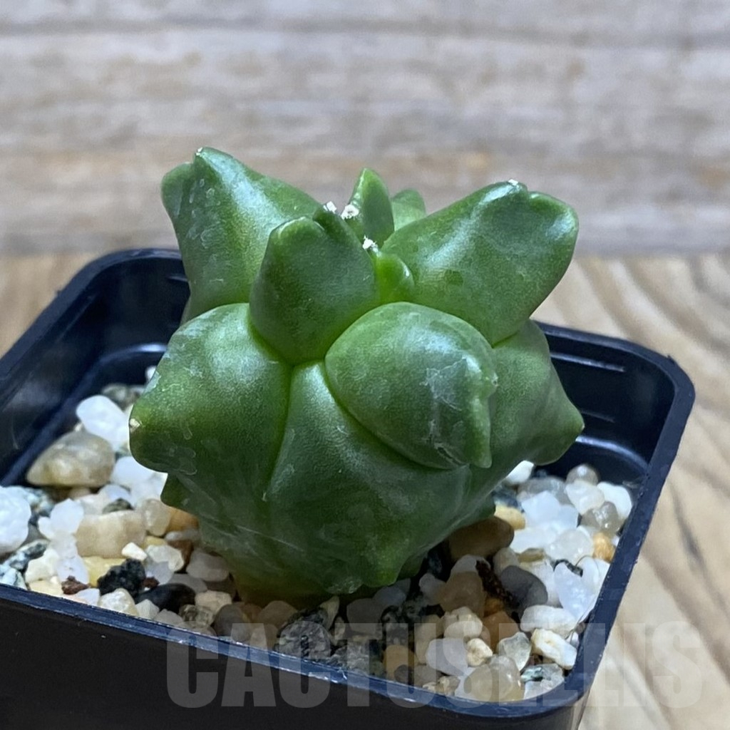SH11566 Astrophytum myriostigma ‘Kikko’, seedling – Bild 2