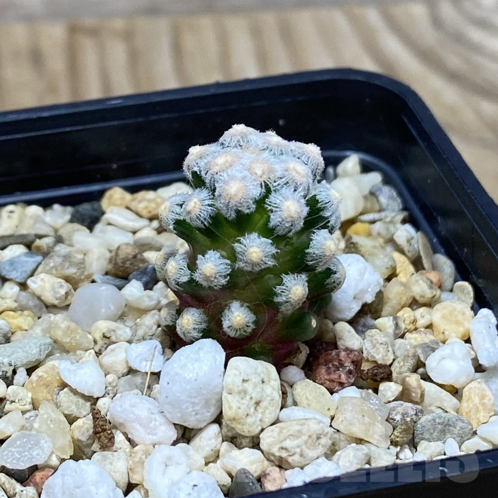 SH11522 Mammillaria theresae v. minima GCG 12504, own roots - Image 2