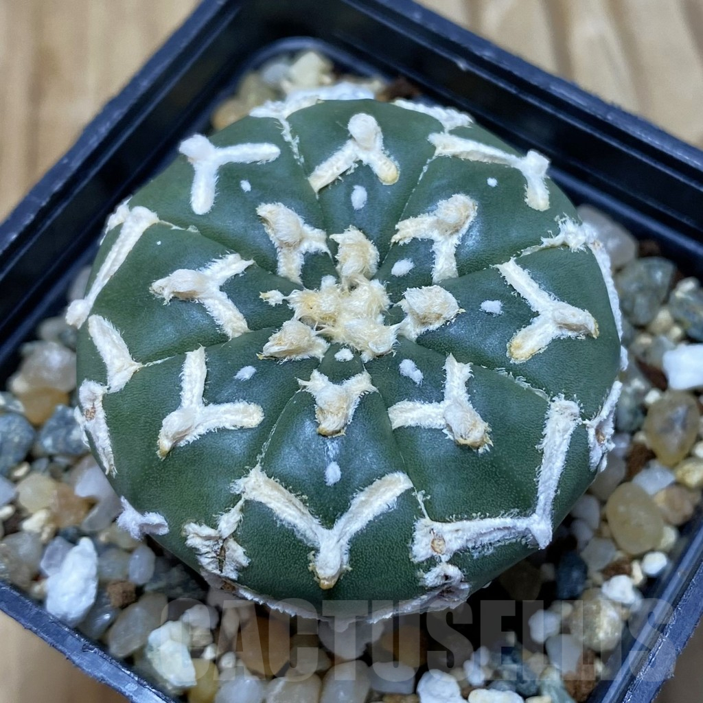 SH11569 Astrophytum asterias 'Super Kabuto' V-type f. nudum