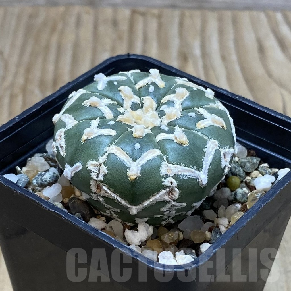 SH11569 Astrophytum asterias 'Super Kabuto' V-type f. nudum - 画像 (2)