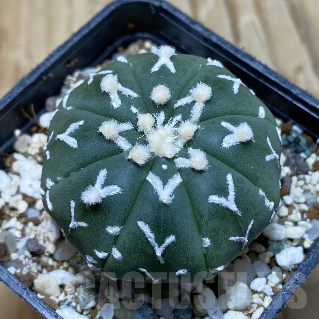 SH11571 Astrophytum asterias 'Super Kabuto' V-type f. nudum