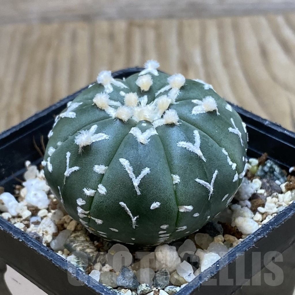SH11571 Astrophytum asterias 'Super Kabuto' V-type f. nudum - 画像 (2)