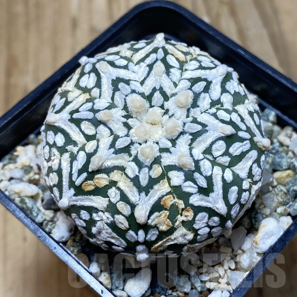 SH11573 Astrophytum asterias 'Super Kabuto' V-type