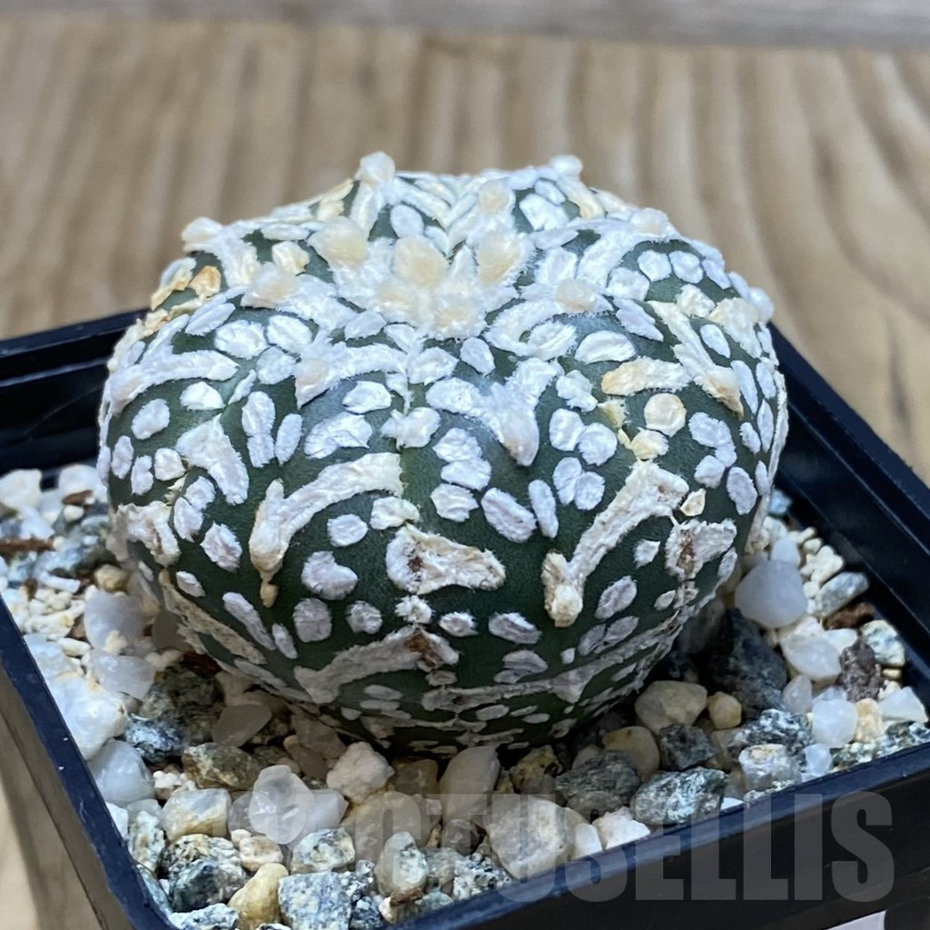 SH11573 Astrophytum asterias 'Super Kabuto' V-type - immagine 2