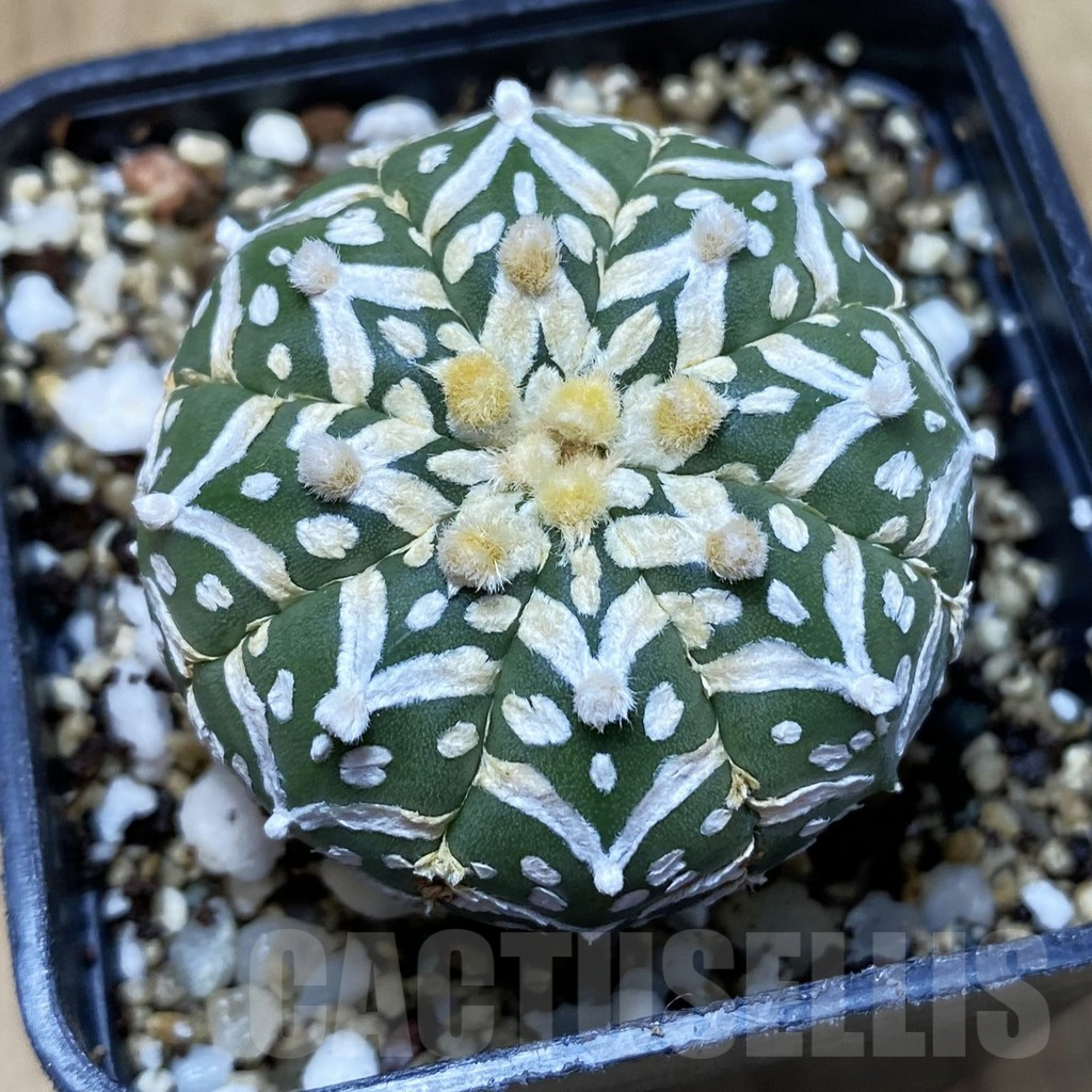 SH11574 Astrophytum asterias 'Super Kabuto' V-type