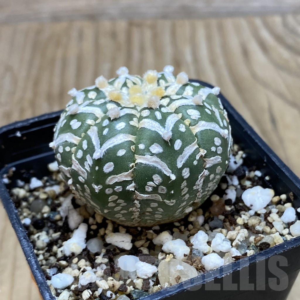 SH11574 Astrophytum asterias 'Super Kabuto' V-type - immagine 2