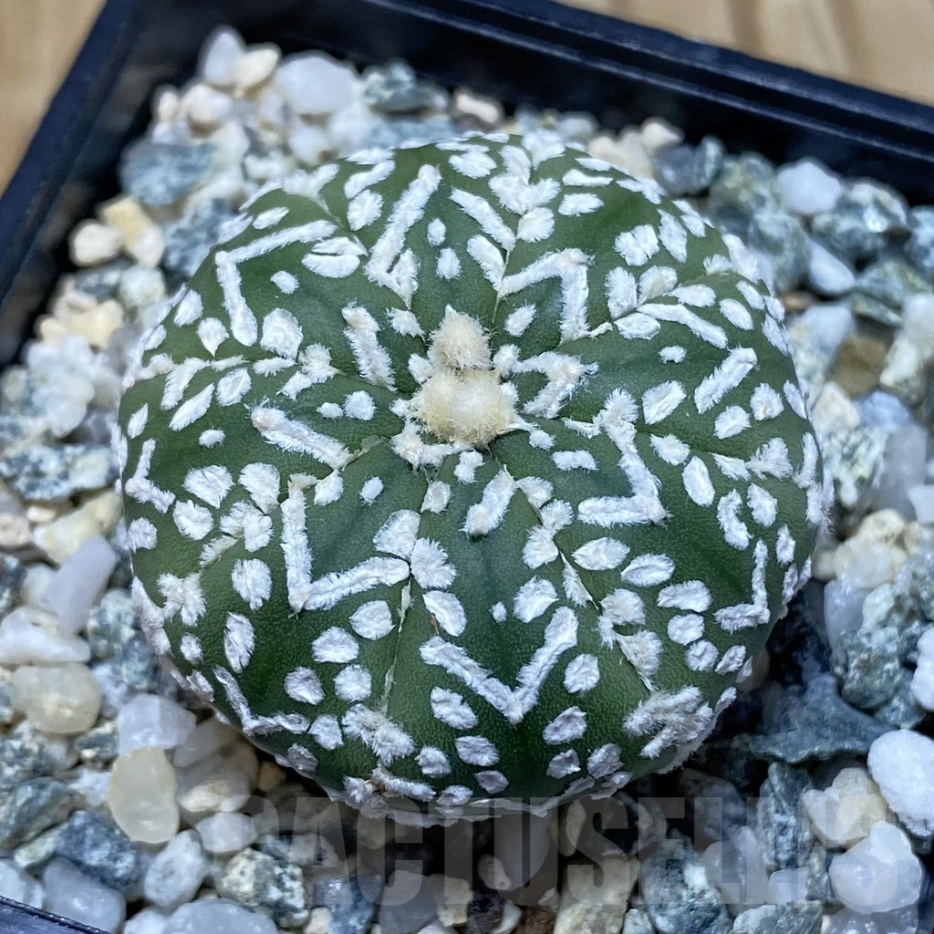 SH11575 Astrophytum asterias 'Super Kabuto' V-type