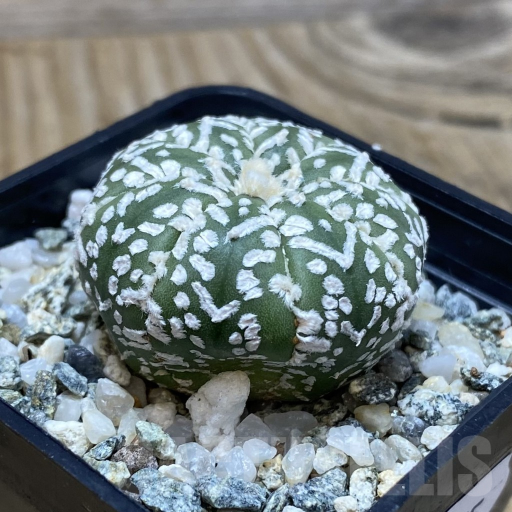 SH11575 Astrophytum asterias 'Super Kabuto' V-type - Imagen 2