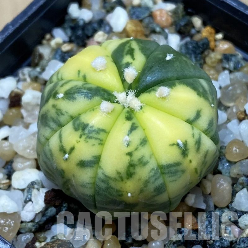 SH11581 Astrophytum asterias f. variegata