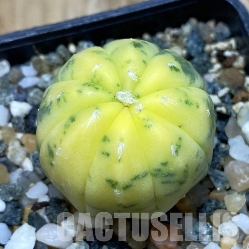 SH11583 Astrophytum asterias f. variegata