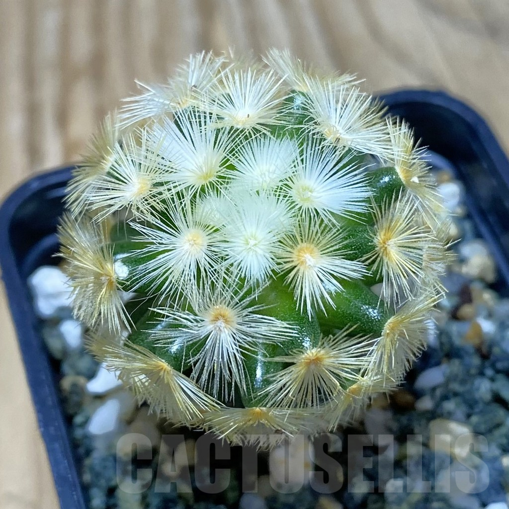 SH11524 Mammillaria carmenae ‘Buddha’ 2 plants, seedling