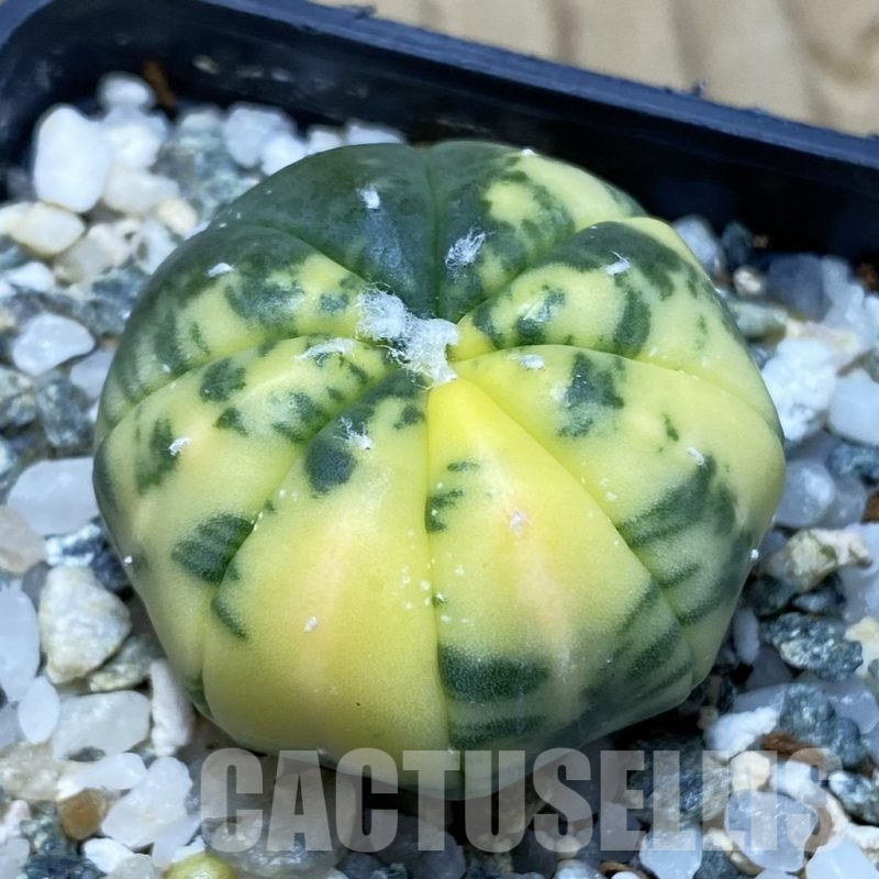 SH11585 Astrophytum asterias f. variegata