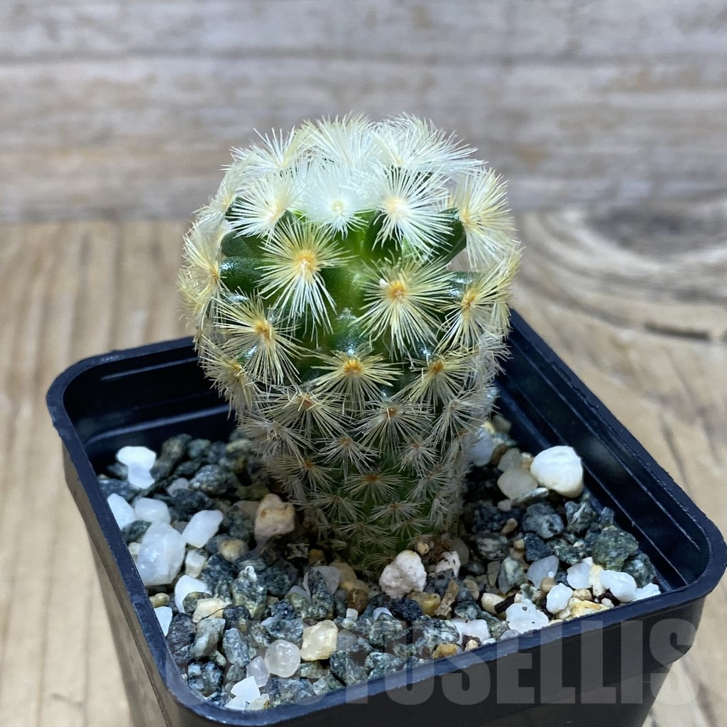 SH11524 Mammillaria carmenae ‘Buddha’ 2 plants, seedling - Image 2