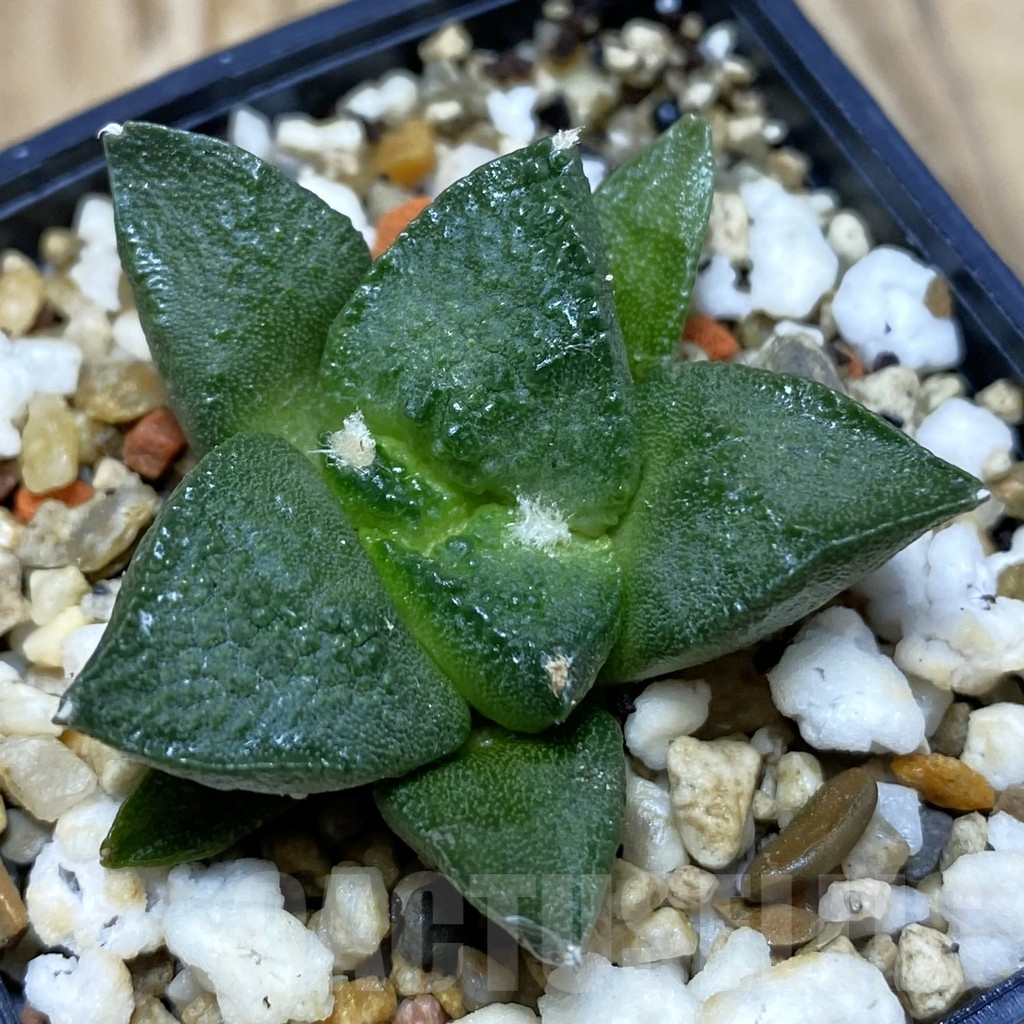 SH11525 Ariocarpus fissuratus ‘Godzilla’ hybrid, seedling