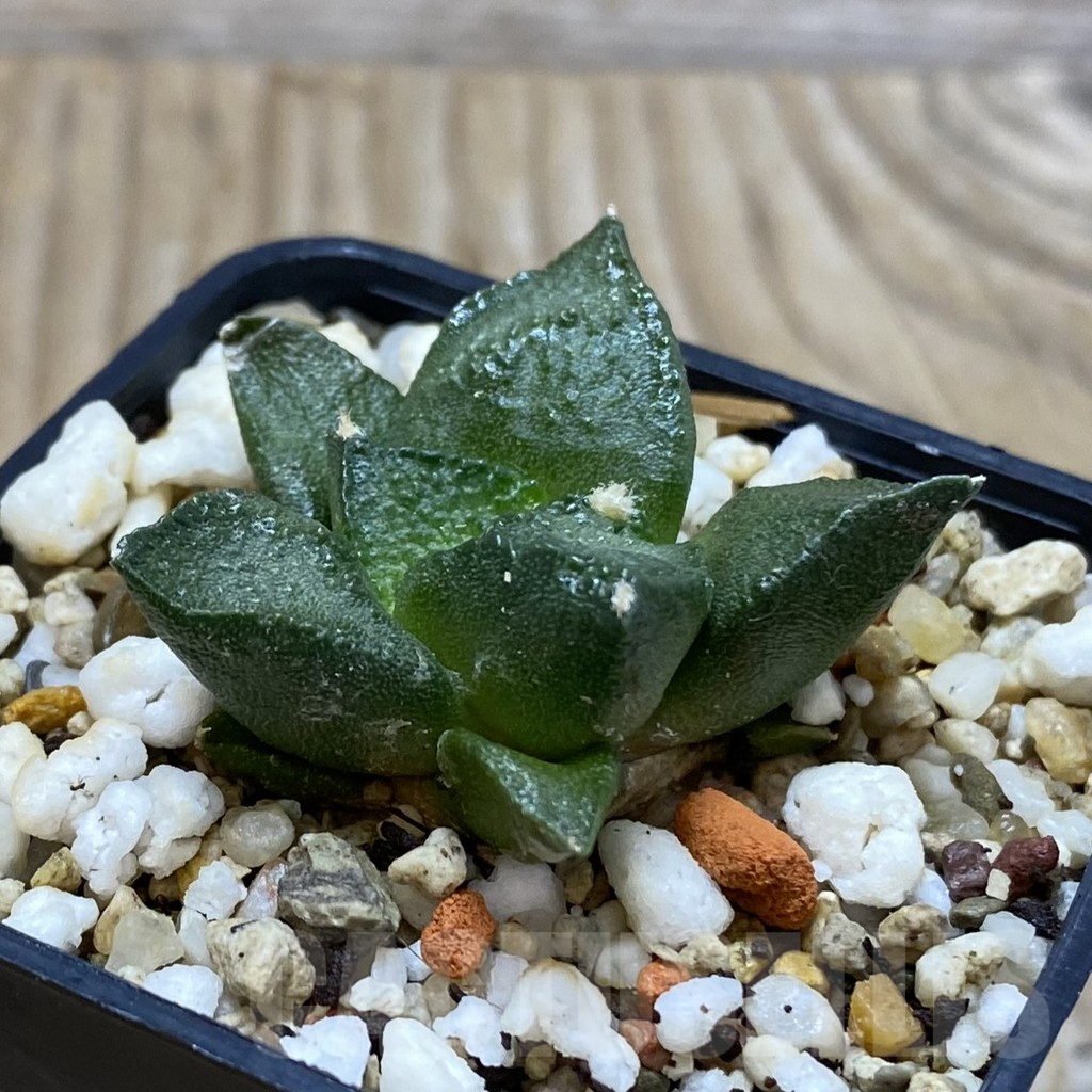 SH11525 Ariocarpus fissuratus ‘Godzilla’ hybrid, seedling - Image 2