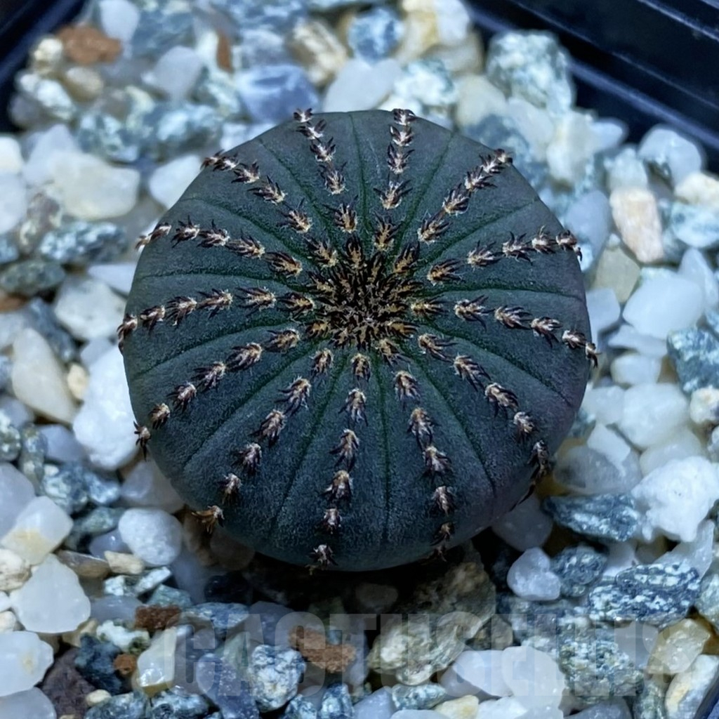 SH11527 Frailea asterioides