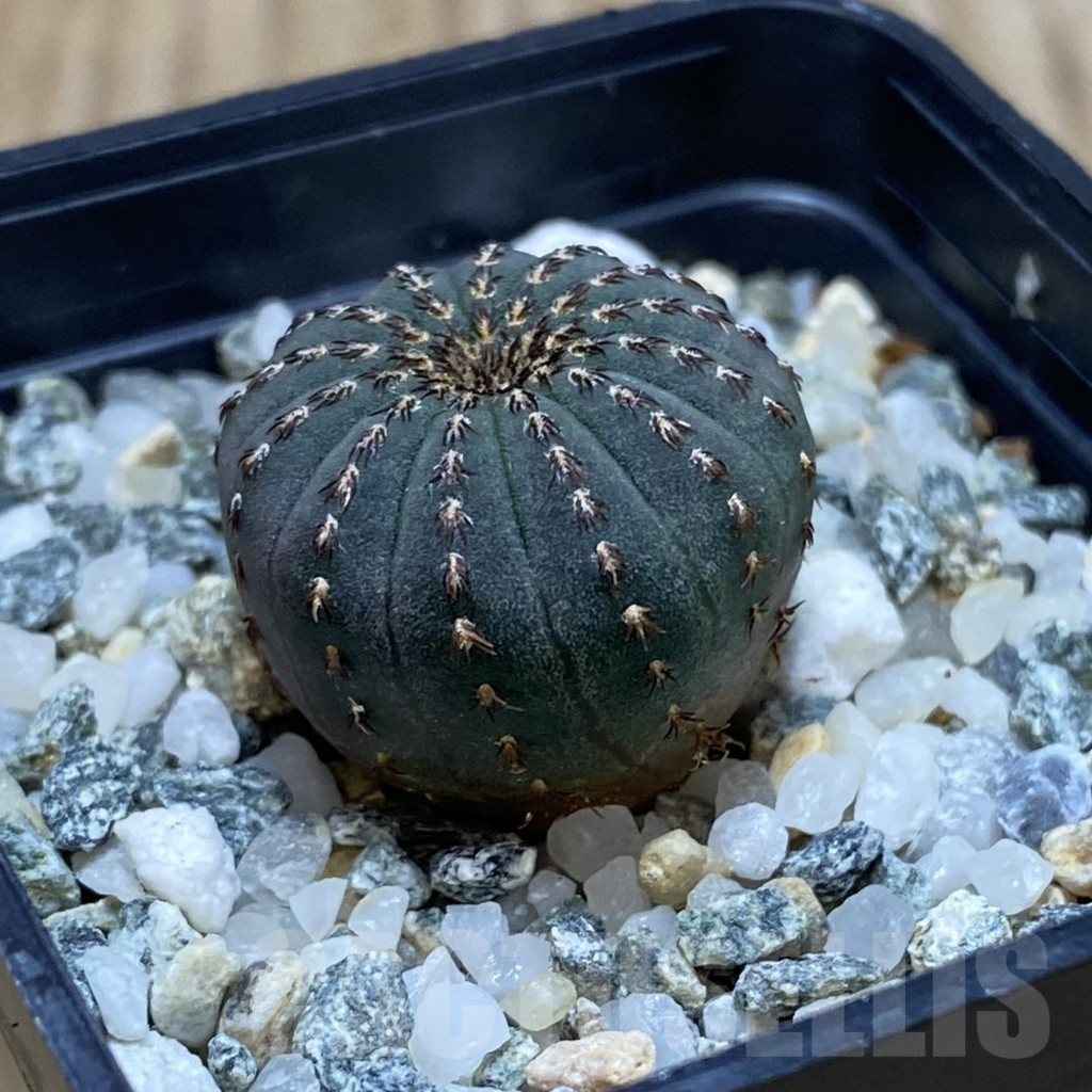 SH11527 Frailea asterioides - Image 2