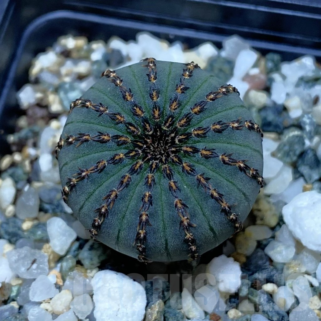 SH11528 Frailea asterioides