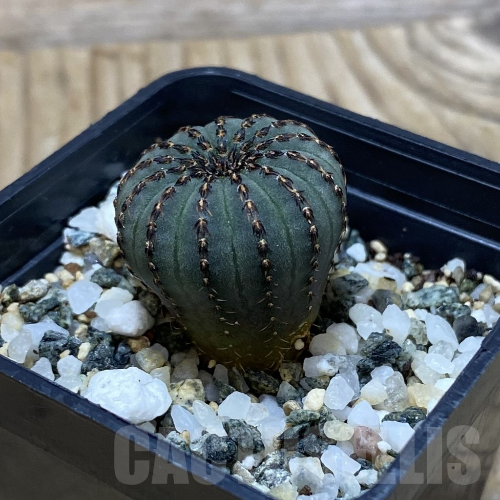 SH11528 Frailea asterioides - Image 2