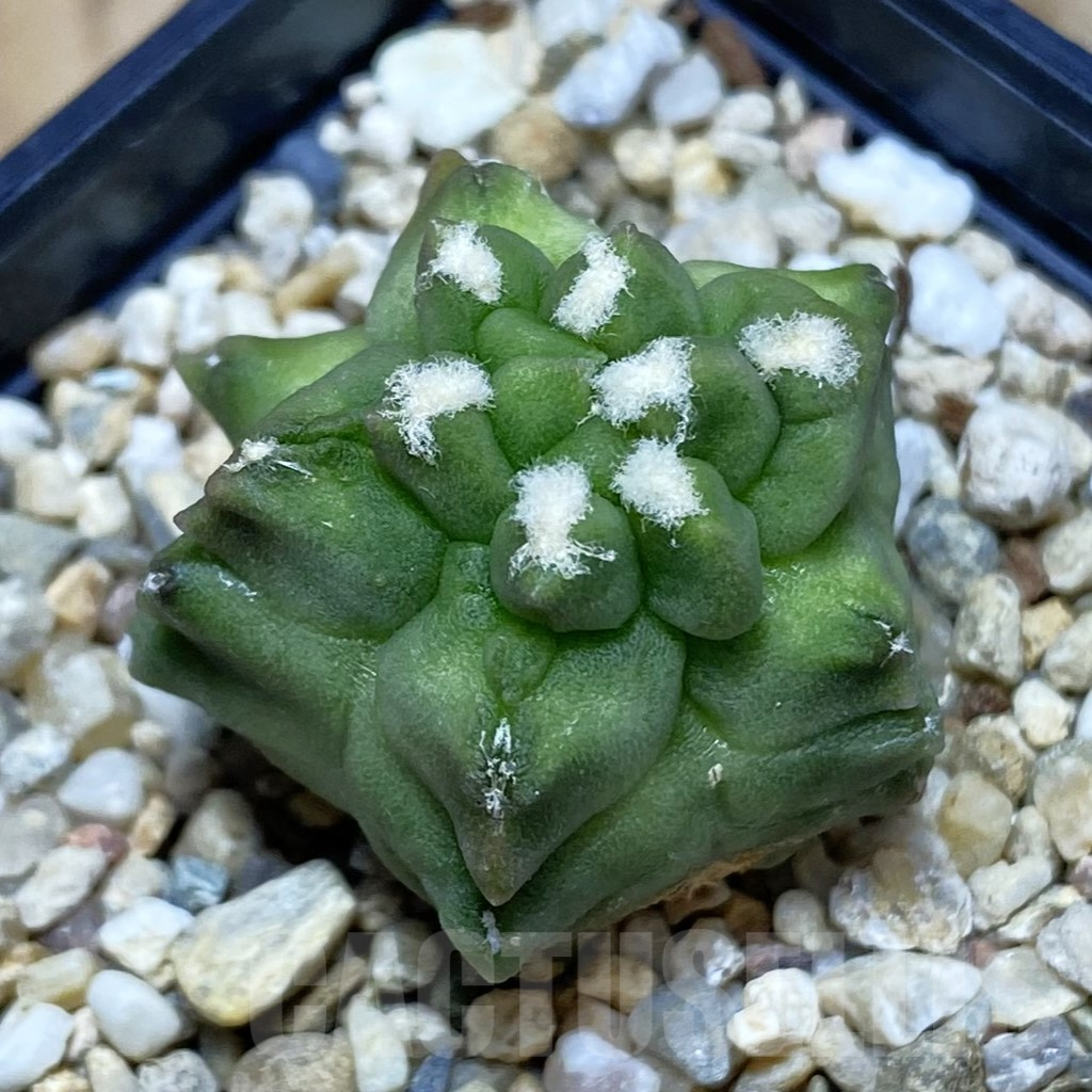 SH11529 Gymnocalycium mihanovichii ‘Transformer’