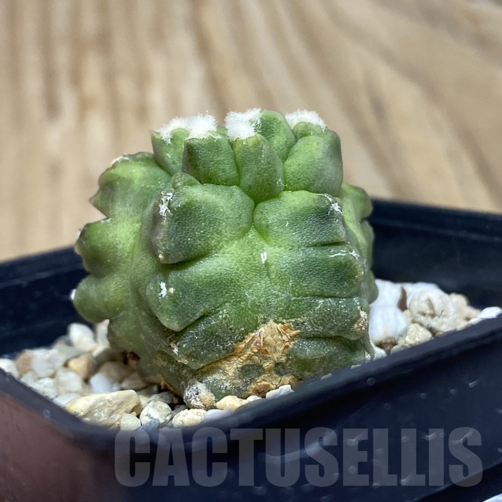 SH11529 Gymnocalycium mihanovichii ‘Transformer’ - Image 2