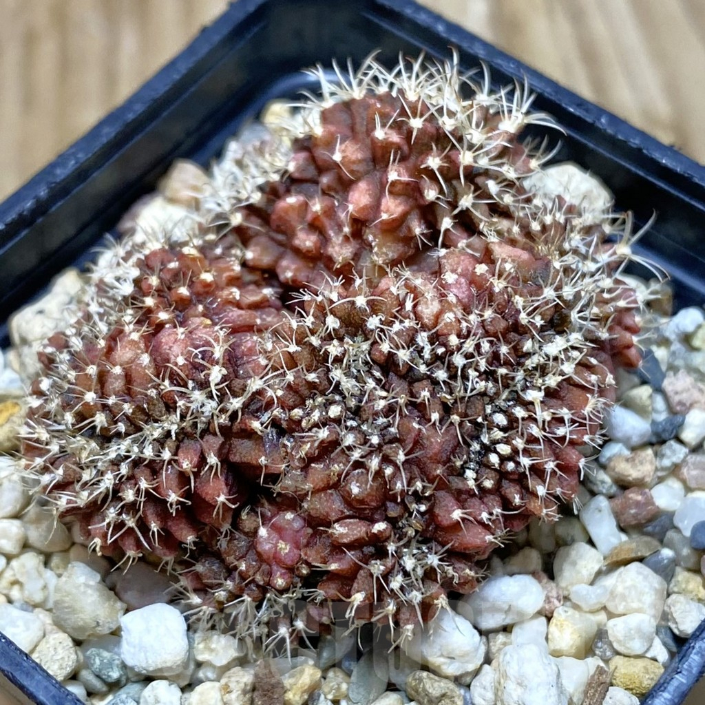 SH11532 Gymnocalycium friedrichii f. cristata