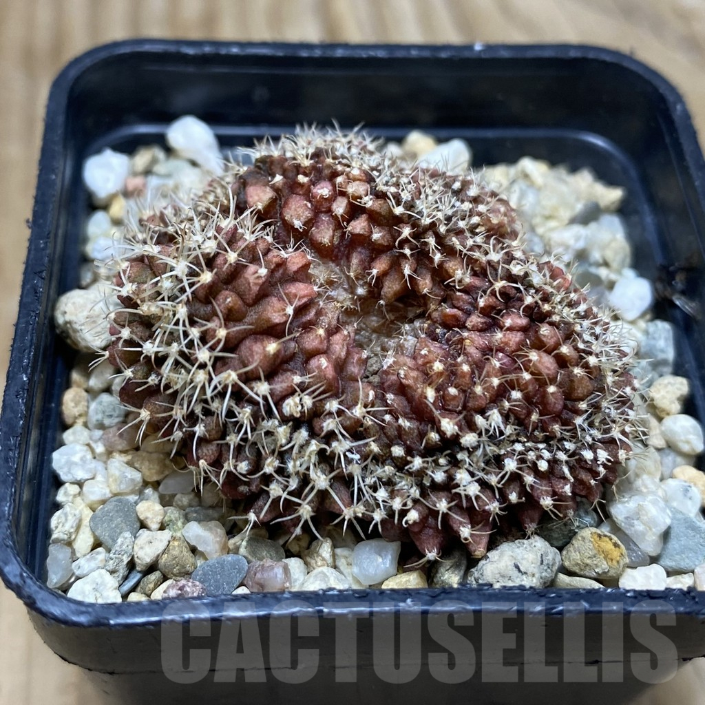 SH11532 Gymnocalycium friedrichii f. cristata – Image 2