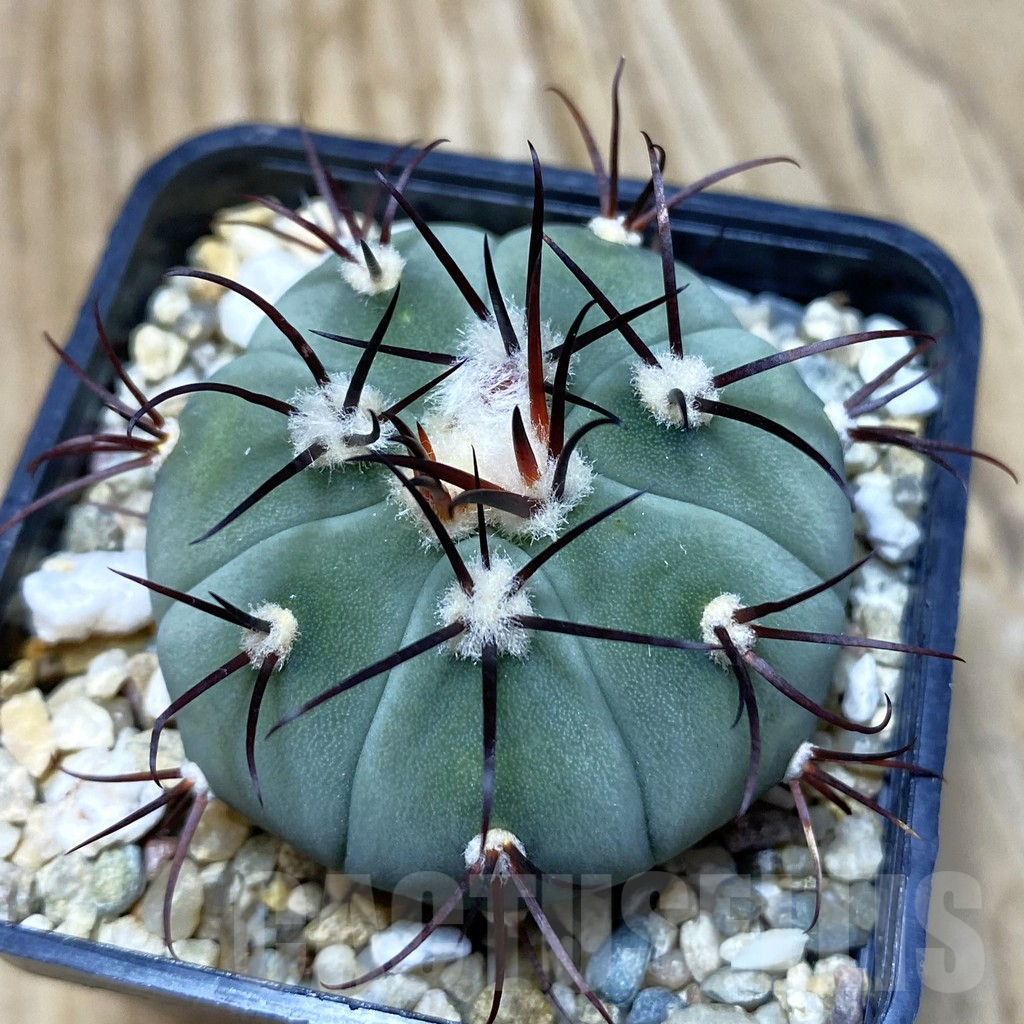 SH11533 Gymnocalycium cabreraense VOS 2122
