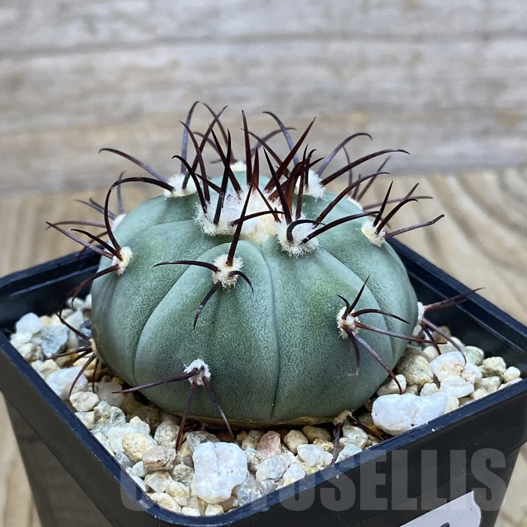 SH11533 Gymnocalycium cabreraense VOS 2122 - Image 2