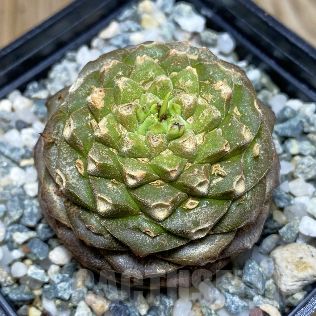 SH11519 Euphorbia bupleurifolia
