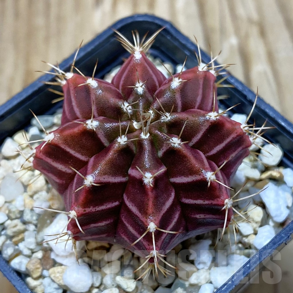 SH11534 Gymnocalycium mihanovichii hybrid