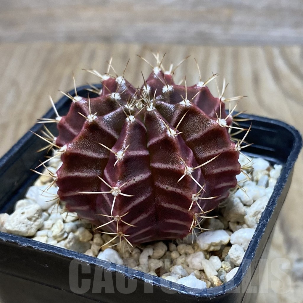SH11534 Gymnocalycium mihanovichii hybrid - Image 2
