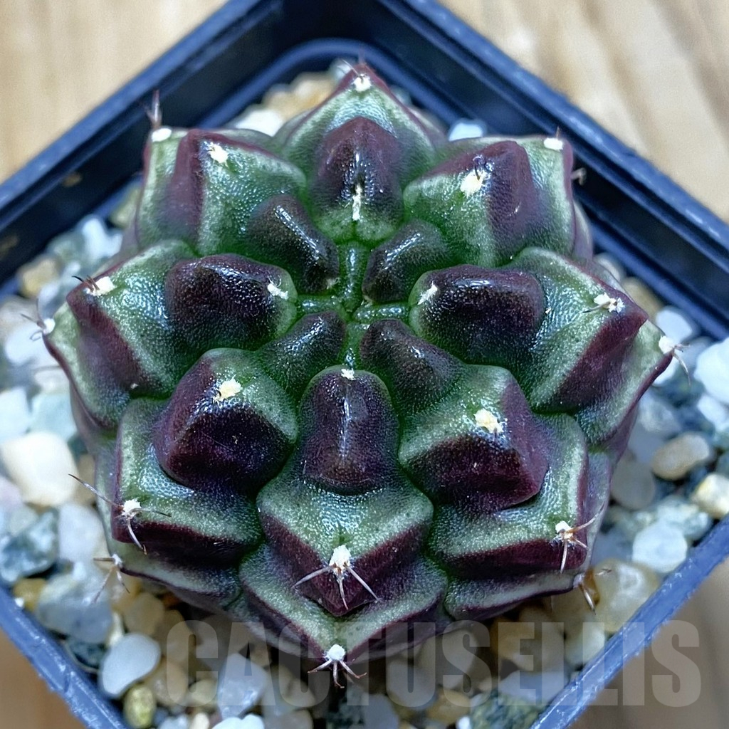 SH11536 Gymnocalycium mihanovichii ‘Day Dream’, seedling