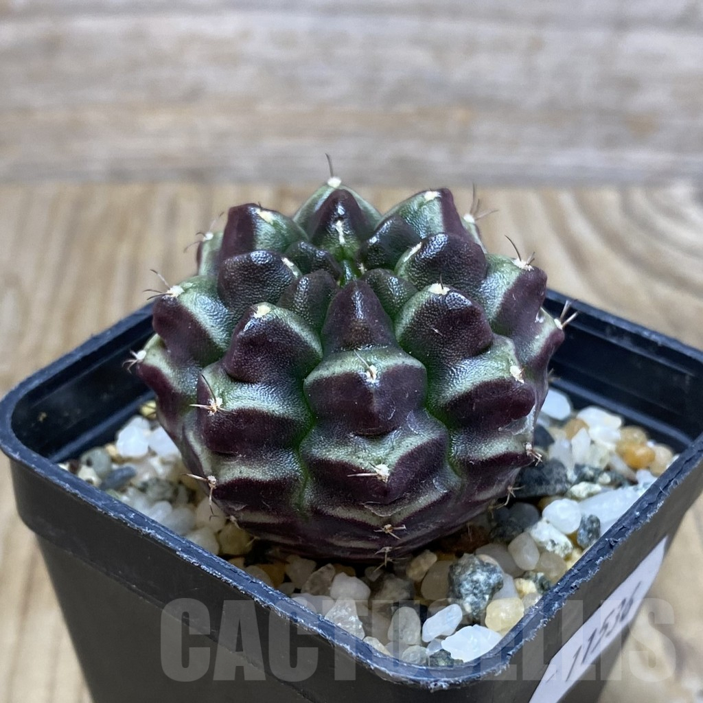SH11536 Gymnocalycium mihanovichii ‘Day Dream’, seedling - Image 2