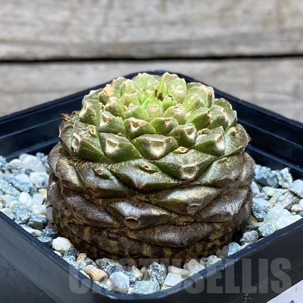 SH11519 Euphorbia bupleurifolia - 画像 (2)