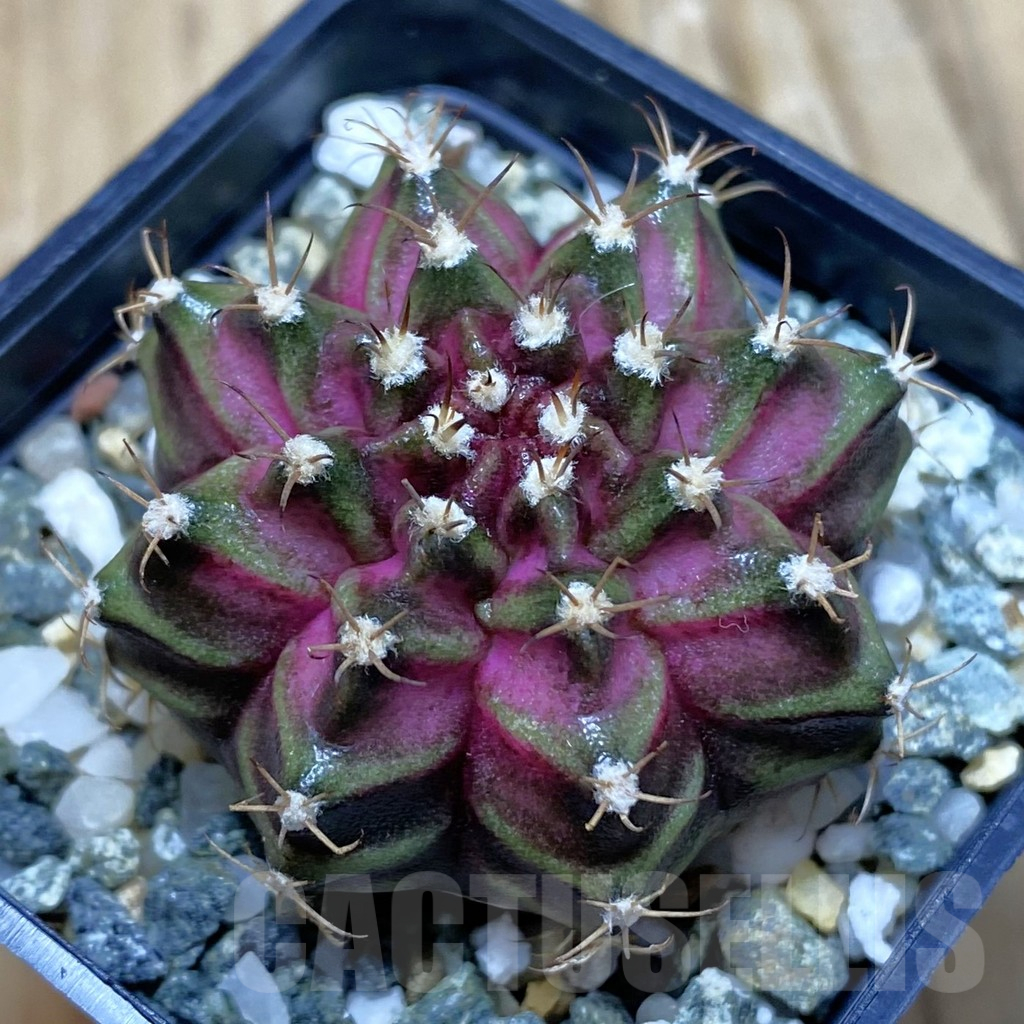 SH11543 Gymnocalycium mihanovichii 'T-Lux', seedling