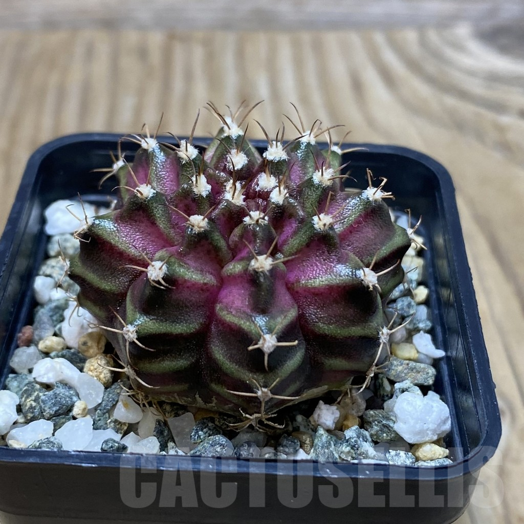 SH11543 Gymnocalycium mihanovichii 'T-Lux', seedling - Image 2
