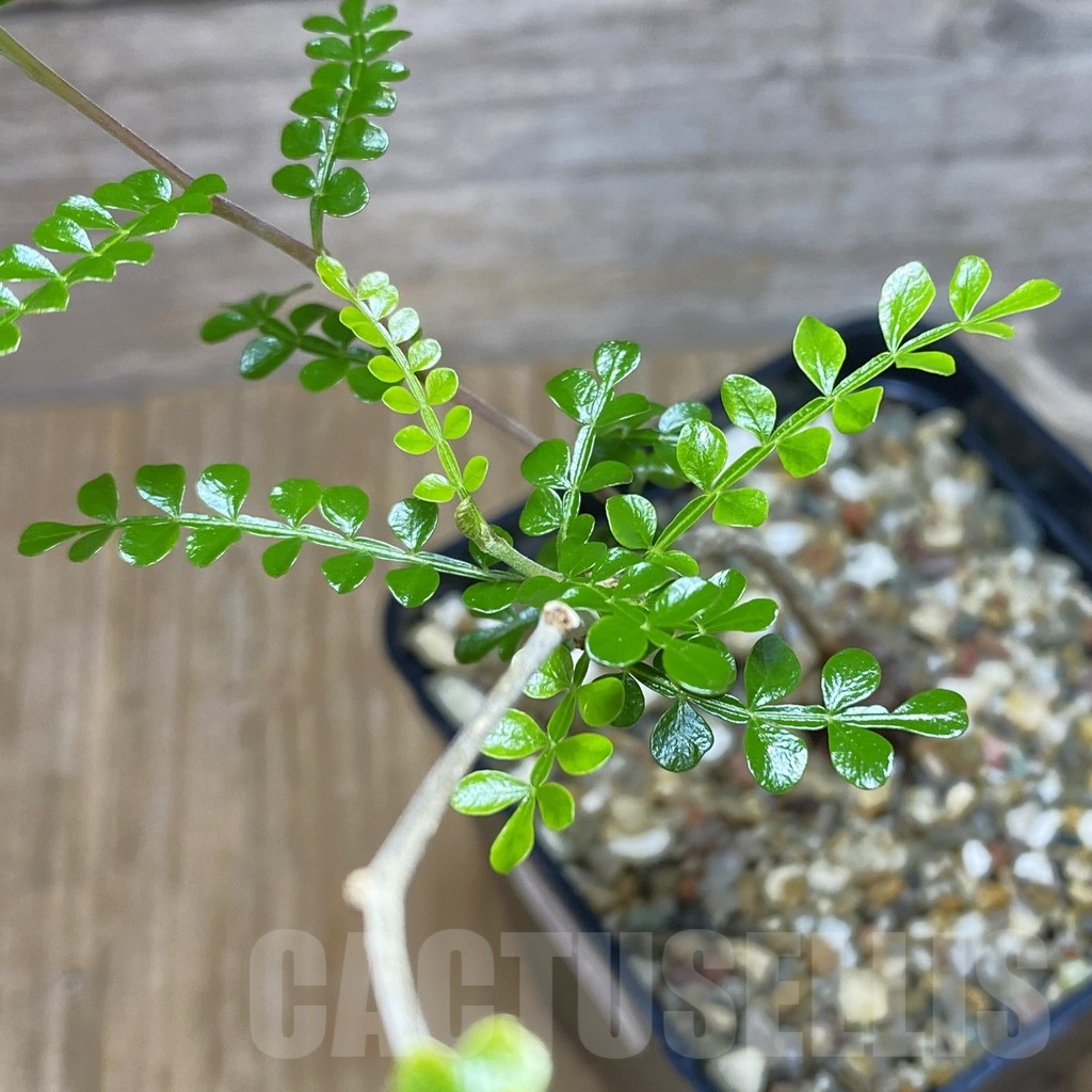 SH11520 Operculicarya pachypus